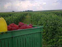  Ф.Х МАЛИНА-К.М - <ro>Изображение</ro><ru>Изображение</ru> #1, <ru>Объявление</ru> #183400