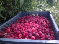  Ф.Х МАЛИНА-К.М - <ro>Изображение</ro><ru>Изображение</ru> #7, <ru>Объявление</ru> #183400