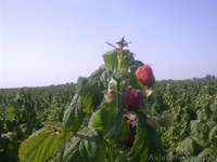  Ф.Х МАЛИНА-К.М - <ro>Изображение</ro><ru>Изображение</ru> #5, <ru>Объявление</ru> #183400