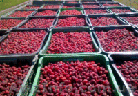  Ф.Х МАЛИНА-К.М - <ro>Изображение</ro><ru>Изображение</ru> #3, <ru>Объявление</ru> #183400