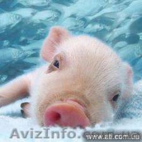 продам БВМД , премиксы , комбикорм cо склада в донецке , дост по Украи - <ro>Изображение</ro><ru>Изображение</ru> #1, <ru>Объявление</ru> #195476