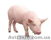 продам БВМД , премиксы , комбикорм cо склада в донецке , дост по Украи - <ro>Изображение</ro><ru>Изображение</ru> #3, <ru>Объявление</ru> #195476