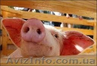 продам БВМД , премиксы , комбикорм cо склада в донецке , дост по Украи - <ro>Изображение</ro><ru>Изображение</ru> #4, <ru>Объявление</ru> #195476