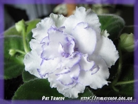 Фиалки купить, каталог фиалок, комнатные фиалки - <ro>Изображение</ro><ru>Изображение</ru> #1, <ru>Объявление</ru> #218912