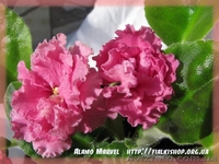 Фиалки купить, каталог фиалок, комнатные фиалки - <ro>Изображение</ro><ru>Изображение</ru> #3, <ru>Объявление</ru> #218912