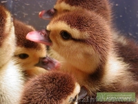 продам БВМД , премиксы , комбикорм cо склада в донецке , дост по Украи - <ro>Изображение</ro><ru>Изображение</ru> #5, <ru>Объявление</ru> #195476