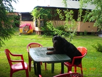 Отдых на уютной даче в деревне Студенок  и 2 ком.квартира в центре   - <ro>Изображение</ro><ru>Изображение</ru> #1, <ru>Объявление</ru> #299530