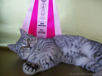 Скоттиш-страйт ШОУ класса: BEST KITTEN! - <ro>Изображение</ro><ru>Изображение</ru> #1, <ru>Объявление</ru> #294946