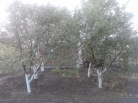 ПРОДАМ ДАЧУ  Товарищество  СТРОИТЕЛЬ - <ro>Изображение</ro><ru>Изображение</ru> #3, <ru>Объявление</ru> #301190