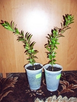 Лимоны, другие плодовые и лекарственные растения  - <ro>Изображение</ro><ru>Изображение</ru> #4, <ru>Объявление</ru> #369447