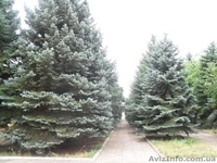 Продаётся база отдыха на берегу Азовского моря Новоазовского района - <ro>Изображение</ro><ru>Изображение</ru> #3, <ru>Объявление</ru> #394332