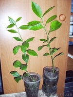 Лимоны, другие плодовые и лекарственные растения  - <ro>Изображение</ro><ru>Изображение</ru> #8, <ru>Объявление</ru> #369447