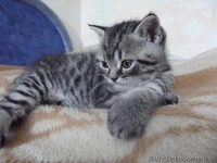 Шотландские котята шоу класса - <ro>Изображение</ro><ru>Изображение</ru> #4, <ru>Объявление</ru> #413804