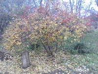 Дачный участок в Пролетарском районе - <ro>Изображение</ro><ru>Изображение</ru> #1, <ru>Объявление</ru> #430644