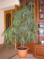 комнатные растения. - <ro>Изображение</ro><ru>Изображение</ru> #1, <ru>Объявление</ru> #437594