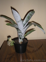 комнатные растения. - <ro>Изображение</ro><ru>Изображение</ru> #3, <ru>Объявление</ru> #437594