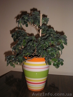 комнатные растения. - <ro>Изображение</ro><ru>Изображение</ru> #4, <ru>Объявление</ru> #437594