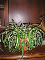 комнатные растения. - <ro>Изображение</ro><ru>Изображение</ru> #5, <ru>Объявление</ru> #437594