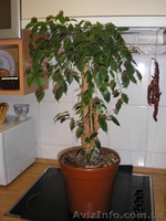 комнатные растения. - <ro>Изображение</ro><ru>Изображение</ru> #6, <ru>Объявление</ru> #437594