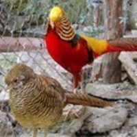  МОЛОДНЯК ЗОЛОТОГО ФАЗАНА - <ro>Изображение</ro><ru>Изображение</ru> #2, <ru>Объявление</ru> #463142