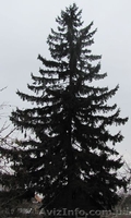 Красавица ель, такие ели только в Дружковке! - <ro>Изображение</ro><ru>Изображение</ru> #1, <ru>Объявление</ru> #457111