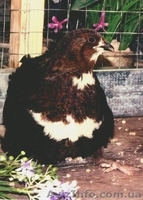 перепела. инкубационное яйцо - <ro>Изображение</ro><ru>Изображение</ru> #3, <ru>Объявление</ru> #478992