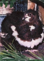 перепела. инкубационное яйцо - <ro>Изображение</ro><ru>Изображение</ru> #2, <ru>Объявление</ru> #478992