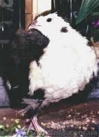 перепела. инкубационное яйцо - <ro>Изображение</ro><ru>Изображение</ru> #1, <ru>Объявление</ru> #478992