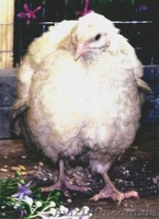 перепела. инкубационное яйцо - <ro>Изображение</ro><ru>Изображение</ru> #4, <ru>Объявление</ru> #478992