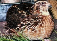 перепела. инкубационное яйцо - <ro>Изображение</ro><ru>Изображение</ru> #5, <ru>Объявление</ru> #478992