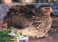 перепела. инкубационное яйцо - <ro>Изображение</ro><ru>Изображение</ru> #6, <ru>Объявление</ru> #478992