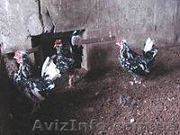 куры карликовые - <ro>Изображение</ro><ru>Изображение</ru> #3, <ru>Объявление</ru> #478994
