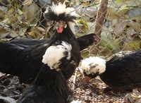 цесарки. карликовые куры - <ro>Изображение</ro><ru>Изображение</ru> #3, <ru>Объявление</ru> #478995