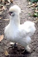 цесарки. карликовые куры - <ro>Изображение</ro><ru>Изображение</ru> #2, <ru>Объявление</ru> #478995
