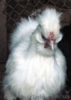 куры карликовые - <ro>Изображение</ro><ru>Изображение</ru> #1, <ru>Объявление</ru> #478994