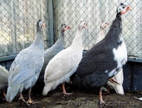 цесарки. карликовые куры - <ro>Изображение</ro><ru>Изображение</ru> #1, <ru>Объявление</ru> #478995