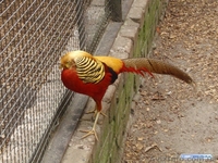 Фазаны (золотой, серебряный) - <ro>Изображение</ro><ru>Изображение</ru> #1, <ru>Объявление</ru> #473839