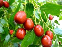 Подсушенные плоды Zizyphus jujuba dried fruit Зизифус, Китайская жужуба - <ro>Изображение</ro><ru>Изображение</ru> #2, <ru>Объявление</ru> #478927