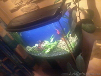 Продам аквариум Донецк 200 литров б/у - <ro>Изображение</ro><ru>Изображение</ru> #1, <ru>Объявление</ru> #496289