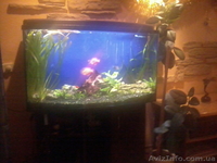Продам аквариум Донецк 200 литров б/у - <ro>Изображение</ro><ru>Изображение</ru> #3, <ru>Объявление</ru> #496289