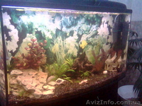 Продам аквариум Донецк 200 литров б/у - <ro>Изображение</ro><ru>Изображение</ru> #7, <ru>Объявление</ru> #496289