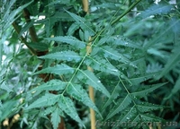 Ниим,Azadirachta indica, мелия персидская - <ro>Изображение</ro><ru>Изображение</ru> #2, <ru>Объявление</ru> #511803