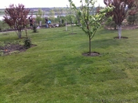 рулонные газоны - <ro>Изображение</ro><ru>Изображение</ru> #1, <ru>Объявление</ru> #530023