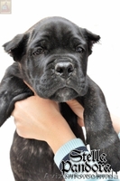Щенки кане корсо из питомника Stella Pandora - <ro>Изображение</ro><ru>Изображение</ru> #5, <ru>Объявление</ru> #469552
