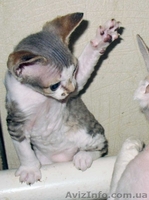 котенок девон рекс - <ro>Изображение</ro><ru>Изображение</ru> #1, <ru>Объявление</ru> #583742