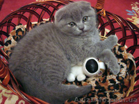 Шотландские вислоухие  котята голубого окраса - <ro>Изображение</ro><ru>Изображение</ru> #1, <ru>Объявление</ru> #205996