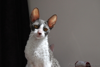 корниш-рекс котята - <ro>Изображение</ro><ru>Изображение</ru> #1, <ru>Объявление</ru> #596118