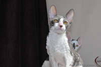 корниш-рекс котята - <ro>Изображение</ro><ru>Изображение</ru> #3, <ru>Объявление</ru> #596118