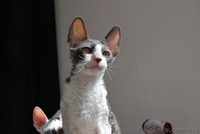 корниш-рекс котята - <ro>Изображение</ro><ru>Изображение</ru> #2, <ru>Объявление</ru> #596118