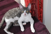корниш-рекс котята - <ro>Изображение</ro><ru>Изображение</ru> #4, <ru>Объявление</ru> #596118